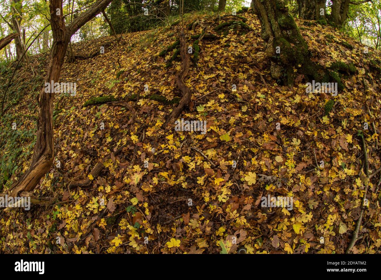 Paysage au sol boisé d'automne avec des feuilles mortes comme arrière-plan aux arbres escarpé, des motifs naturels et des couleurs dans le monde naturel Banque D'Images