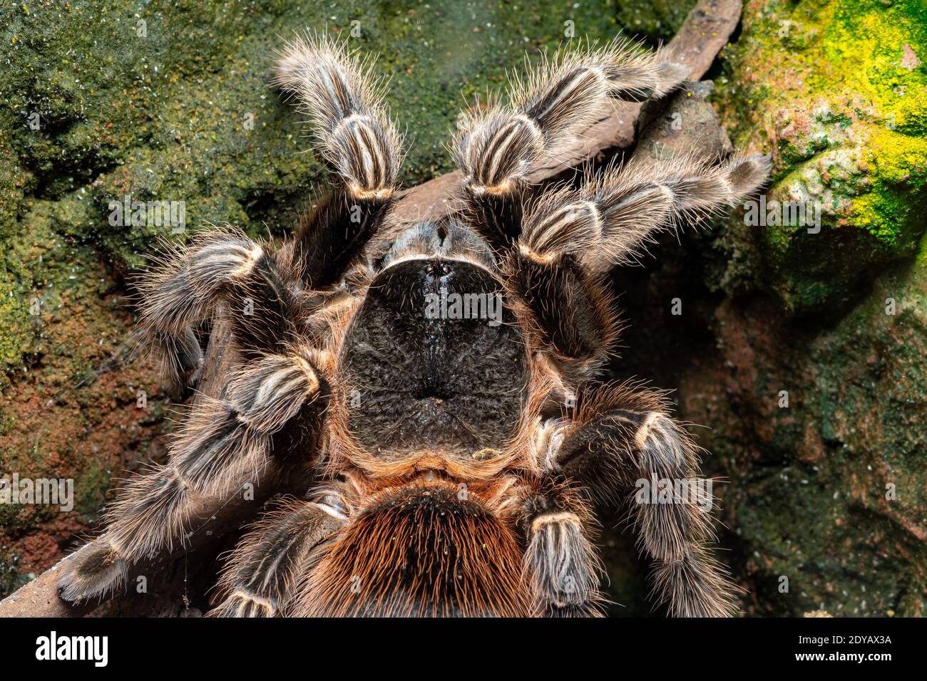 Gros plan d'un tarantula de scarlet de bahia (lasiodora klugi) en captivité Banque D'Images