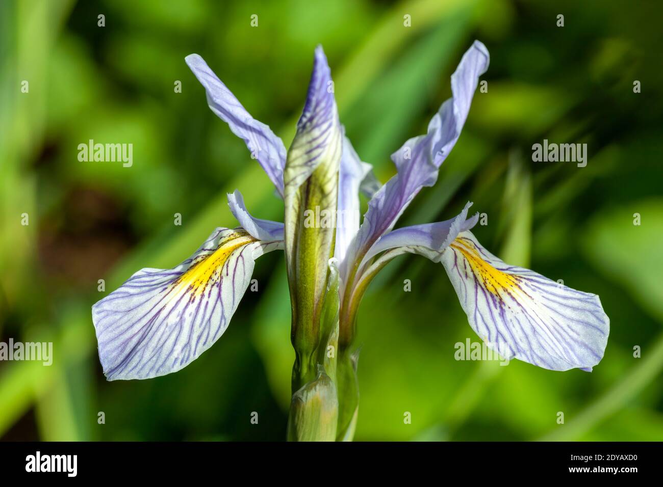 Iris missouriensis plante à fleurs printanières avec une fleur de printemps bleu violet communément connue sous le nom de Fla du Missouri ou drapeau bleu de l'Ouest, stock photo imag Banque D'Images