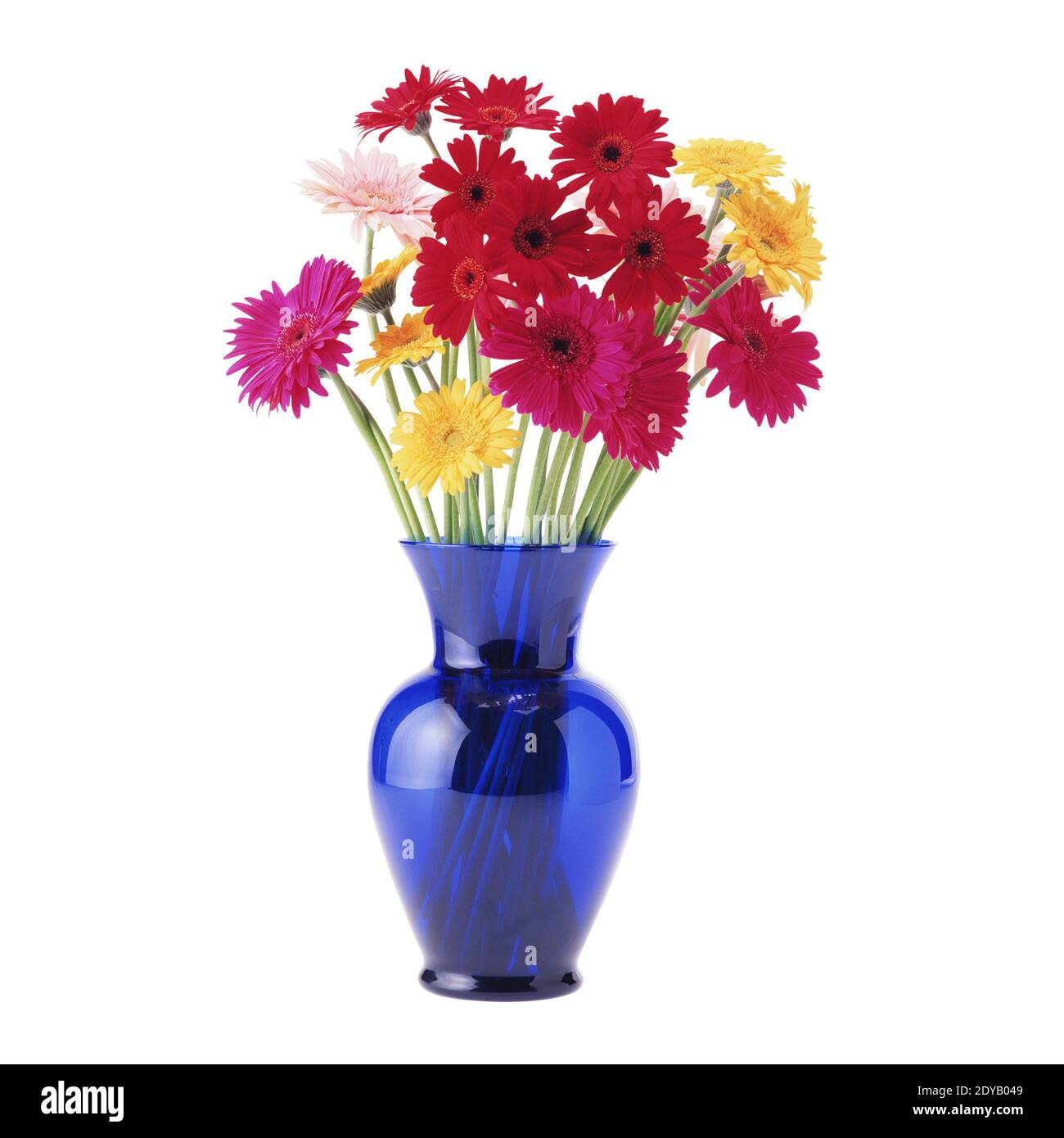 Bouquet de marguerites gerbera-vase en verre isolated on white Banque D'Images