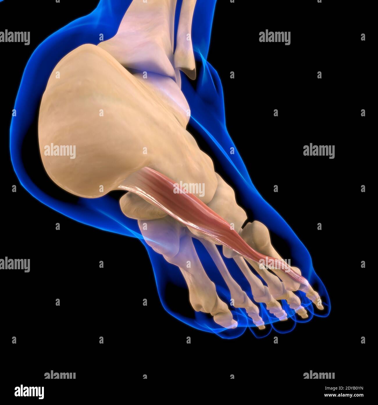 3D Illustration, le muscle est un tissu mou, les cellules musculaires contiennent des protéines , produisant une contraction qui modifie à la fois la longueur et la forme de la ce Banque D'Images