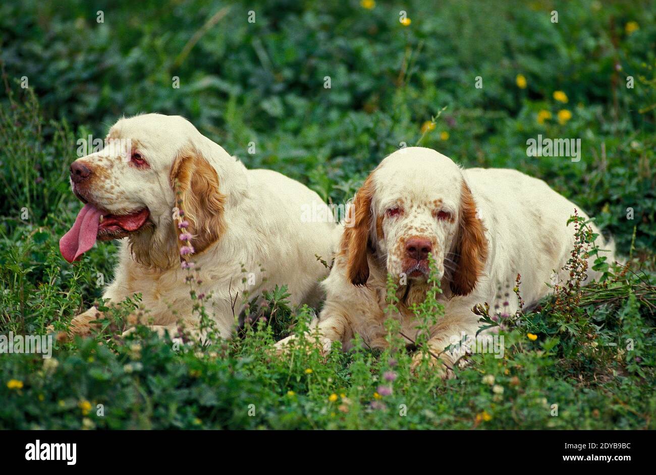 Clumber Spaniel portant sur l'herbe Banque D'Images
