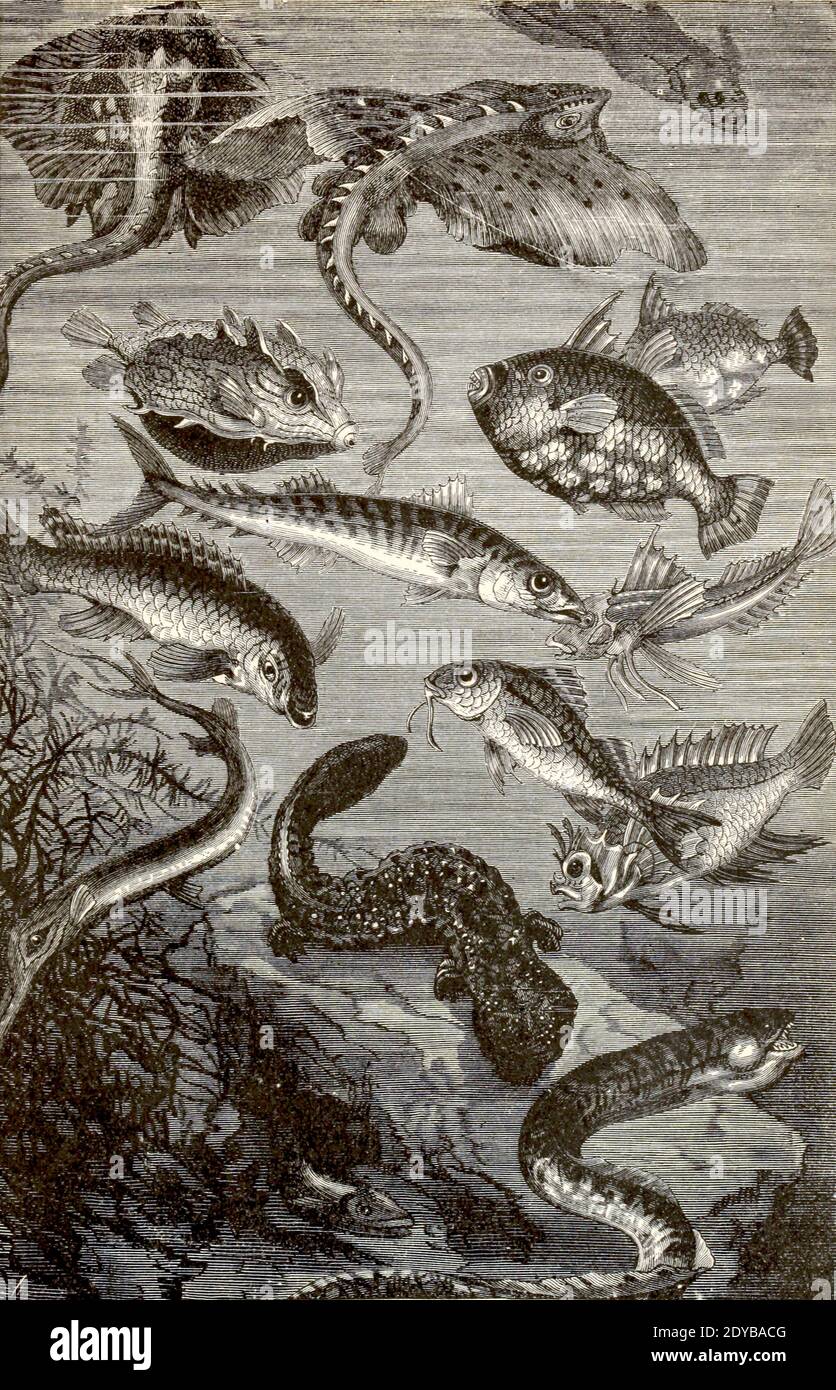 La vie dans la rivière Noire à partir du livre vingt mille ligues sous les mers, ou, les aventures merveilleuses et passionnantes de Pierre Aronnax, Conseil son serviteur, et Ned Land, un harpooner canadien de Verne, Jules, 1828-1905 publié à Boston par J.R. Osgood en 1875 Banque D'Images