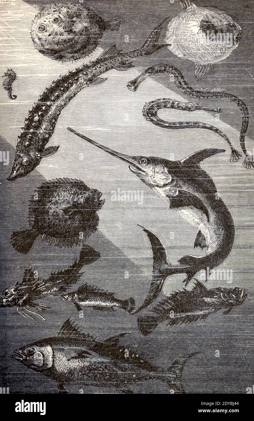 Scène en Méditerranée du livre vingt mille ligues sous les mers, ou, les aventures merveilleuses et passionnantes de Pierre Aronnax, Conseil son serviteur, et Ned Land, un harpooner canadien de Verne, Jules, 1828-1905 publié à Boston par J.R. Osgood en 1875 Banque D'Images