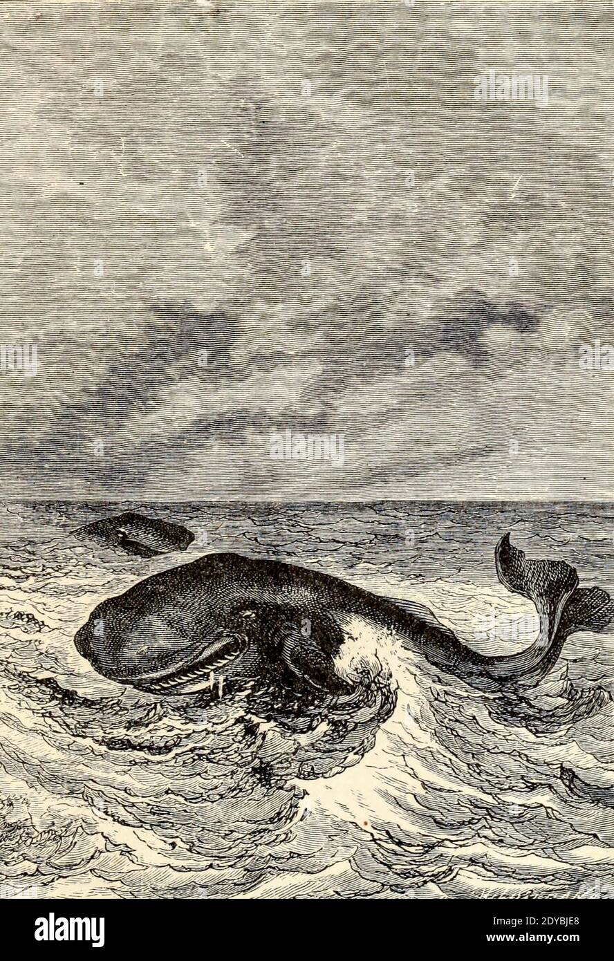 Ils ne sont rien d'autre que la bouche et les dents du livre vingt mille ligues sous les mers, ou, les aventures merveilleuses et passionnantes de Pierre Aronnax, Conseil son serviteur, et Ned Land, un harpooner canadien de Verne, Jules, 1828-1905 publié à Boston par J.R. Osgood en 1875 Banque D'Images