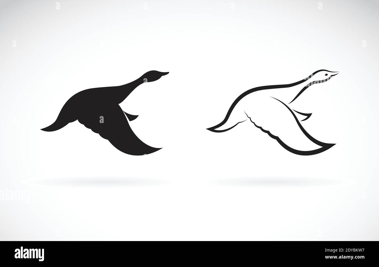 Image vectorielle d'un canard sauvage volant sur fond blanc. Illustration vectorielle superposée facile à modifier. Animaux sauvages. Oiseaux. Illustration de Vecteur