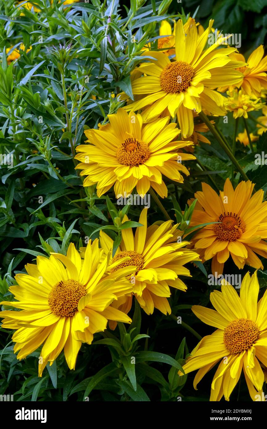 Heliopsis helianthoides var. Scabra 'mars', fausse bordure de jardin de fleurs de tournesol Banque D'Images