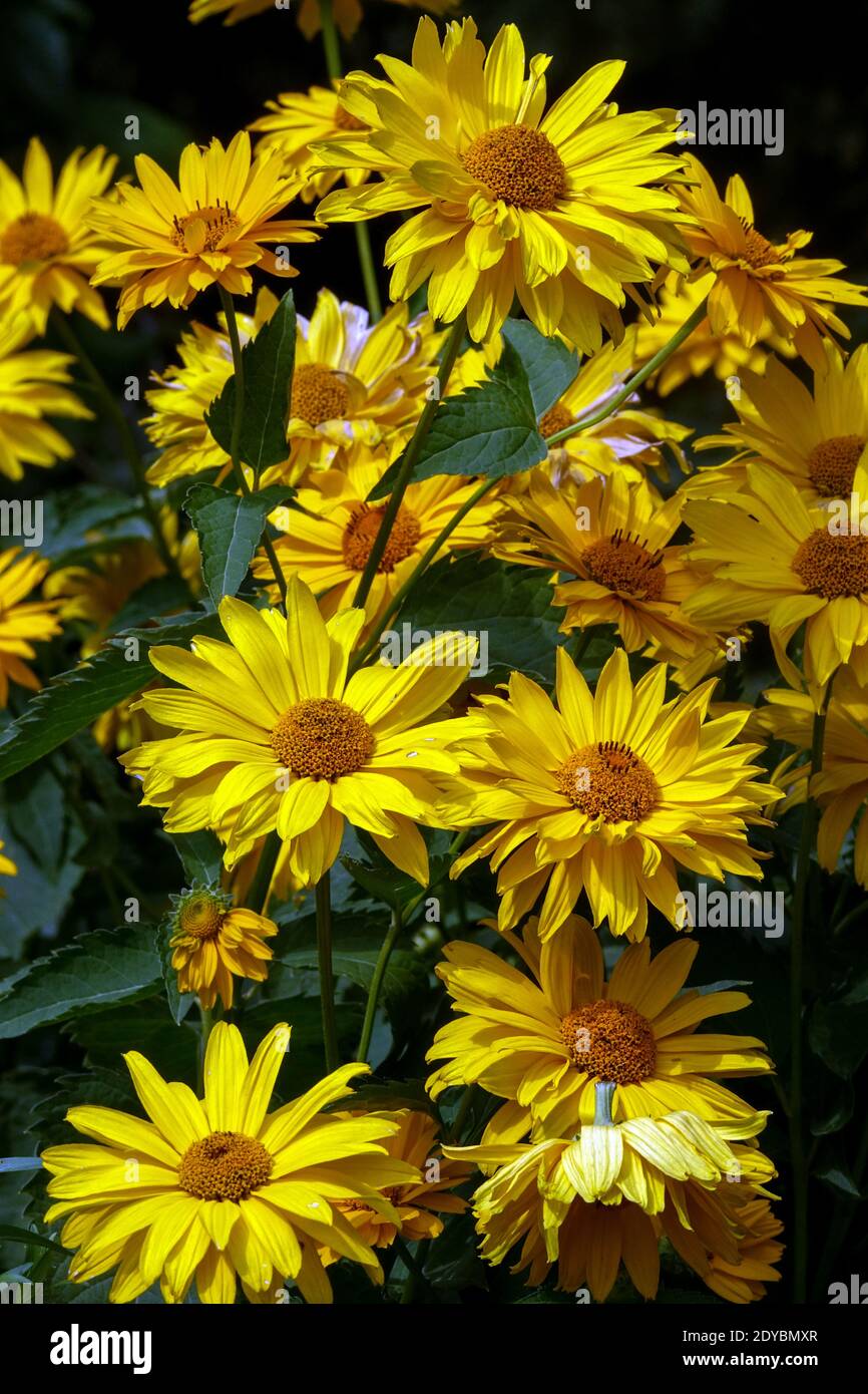 Heliopsis helianthoides var. Scabra 'mars', fausse bordure de jardin de fleurs de tournesol Banque D'Images