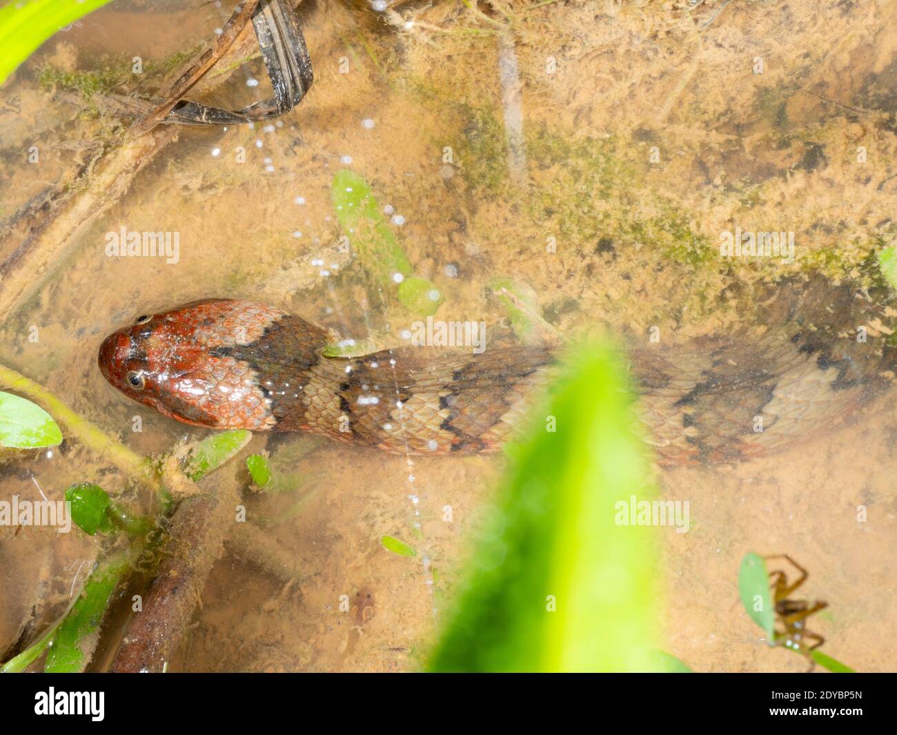 Couleuvre d'eau à bandes brunes (Helicops angulatus) dans un bassin de forêt tropicale dans l'est de l'Équateur. Banque D'Images