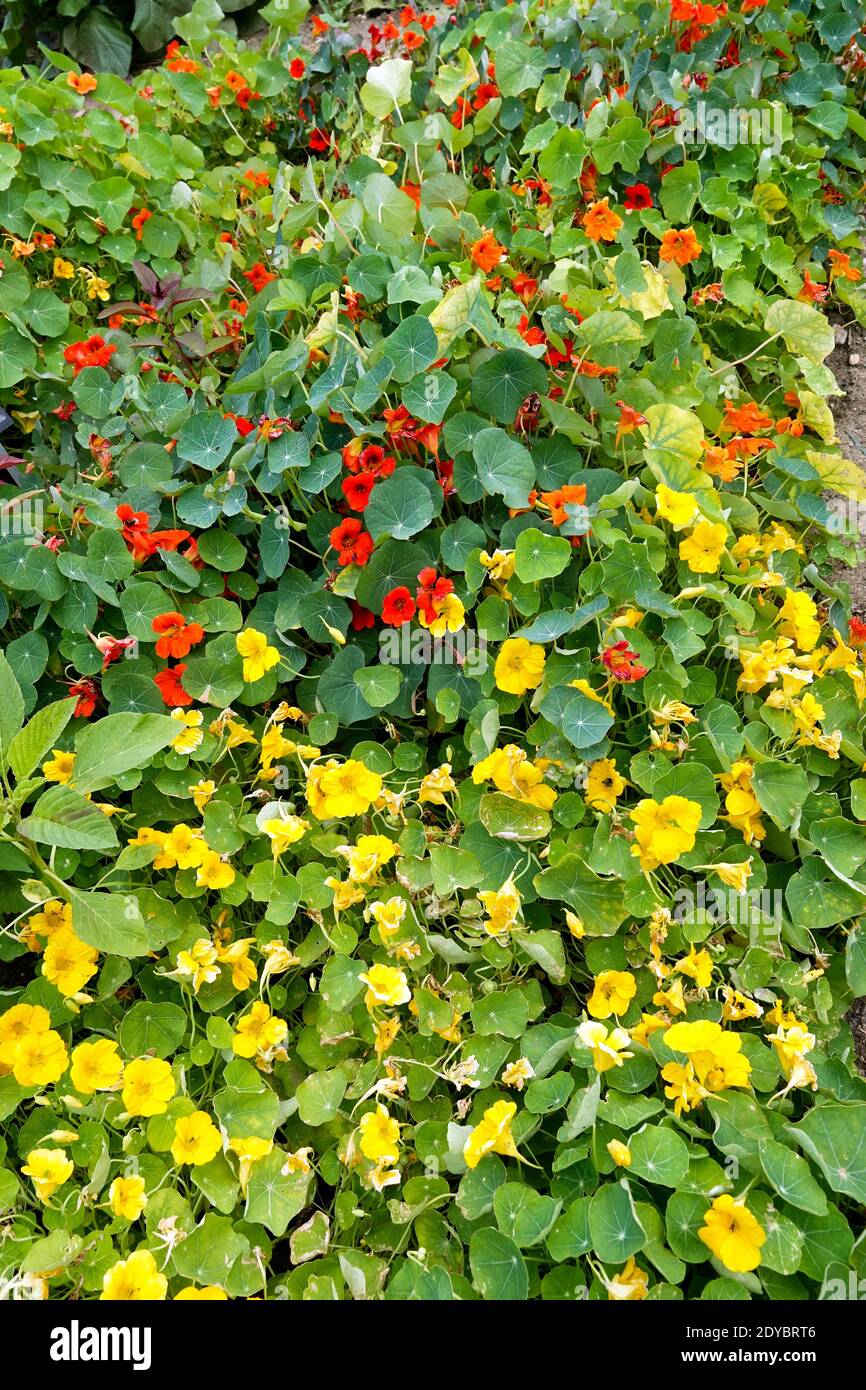 Tropaeolum majus. Plante de nasturtium dans un jardin de légumes herbes Banque D'Images