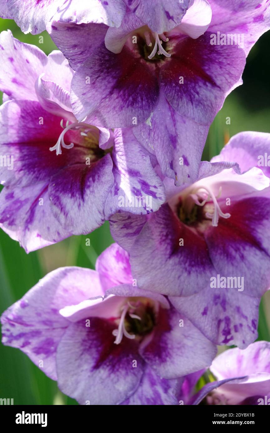 Gladiolus Redinha Banque D'Images