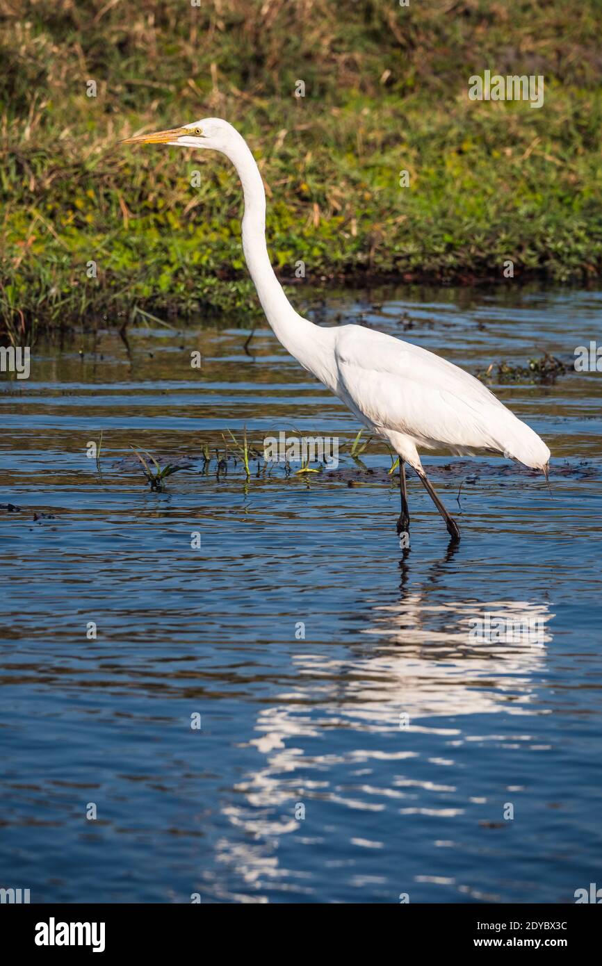 Grand Egret (Ardea alba), également connu sous le nom d'Egret commun, Grand Egret, ou Grand Héron, passage à gué dans la rivière dans le parc national de Chobe, Botswana, Afrique Banque D'Images