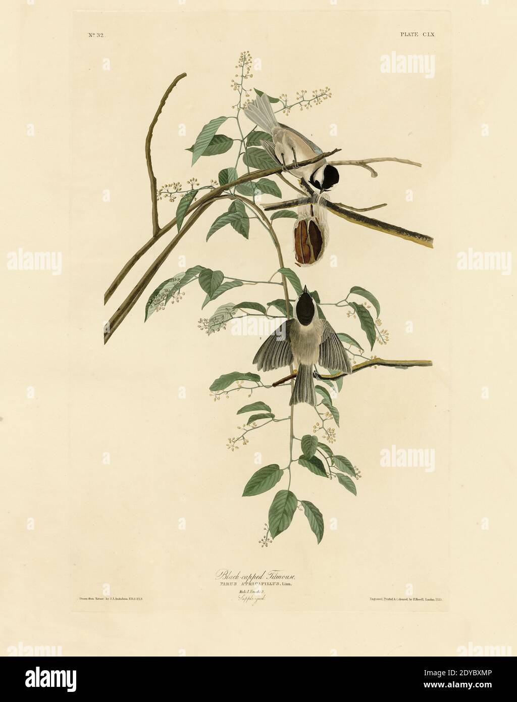 Assiette 160 Black-capped or Carolina Titmouse, The Birds of America folio (1827–1839) John James Audubon - très haute résolution, image éditée de qualité Banque D'Images