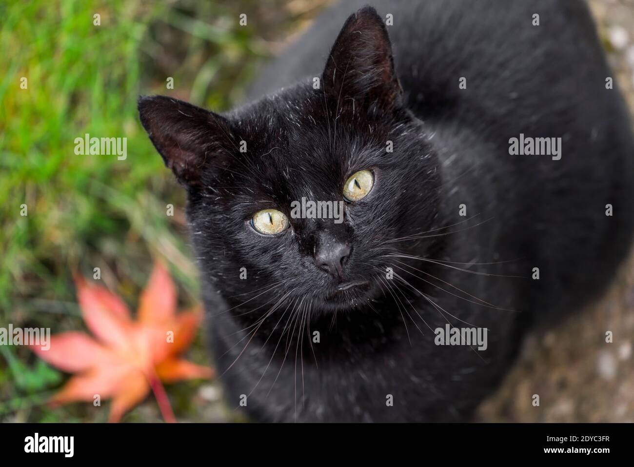 Chat noir, Felis catus, regardant vers le haut, Banque D'Images