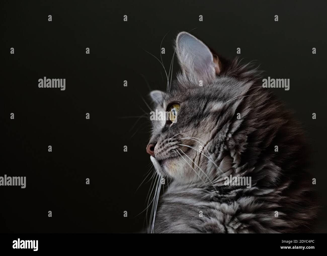 Portrait d'un chat moelleux en profil sur un flou arrière-plan sombre Banque D'Images