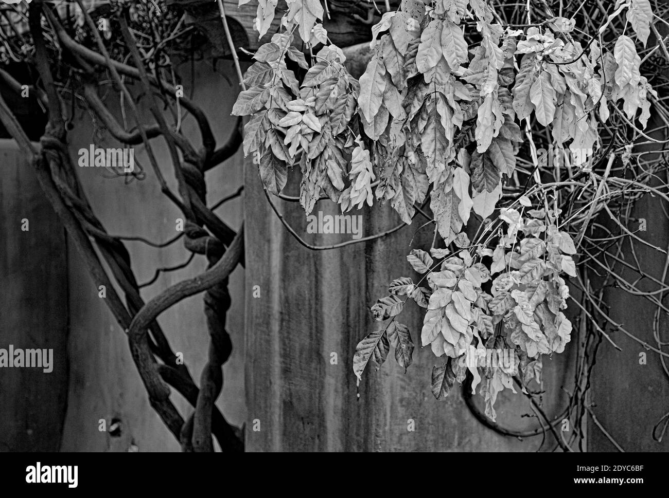 Un cliché en échelle de gris de plantes et de branches sèches Banque D'Images