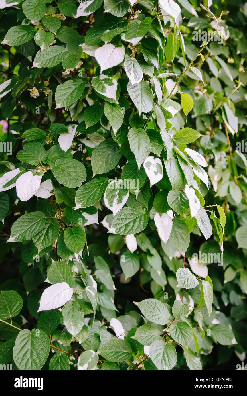 Feuilles blanches et vertes de l'actinidia kolomikta, de l'actinidiaceae ou du kiwi endurci à feuilles variétalées. Banque D'Images