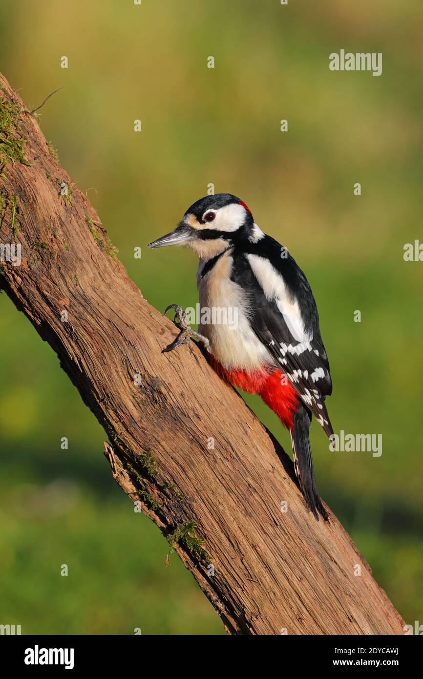 Un homme adulte Grand pic tacheté (Dendrocopos Major) Sur un tronc d'arbre dans un jardin au Royaume-Uni Banque D'Images