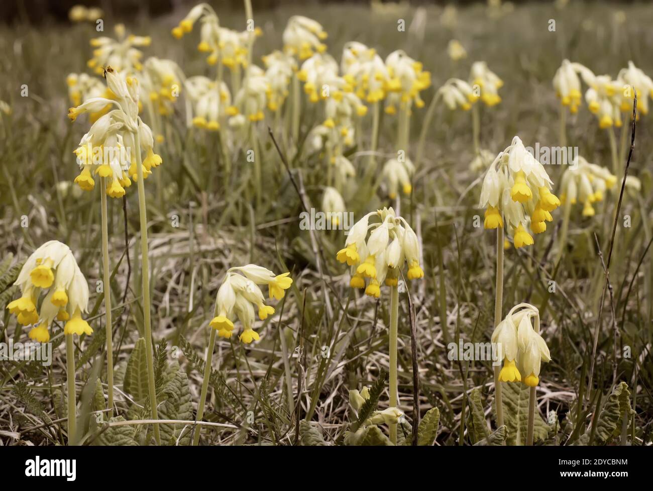 Fleurs jaunes d'or de l'usine de Primrose dans le parc de printemps Banque D'Images