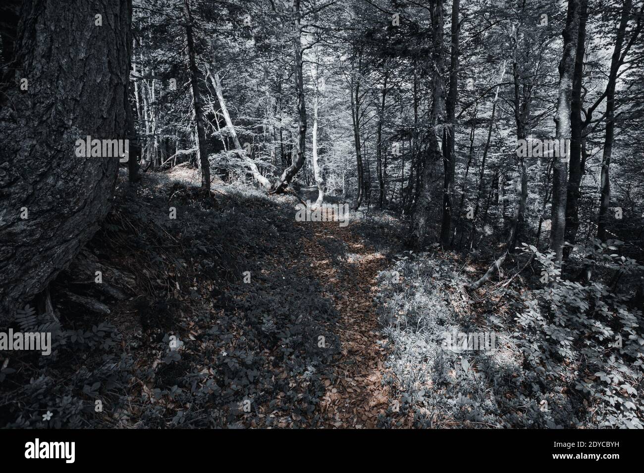 Effet d'isolation de la couleur du sentier dans une forêt de hêtres, Val Cellina, Italie Banque D'Images