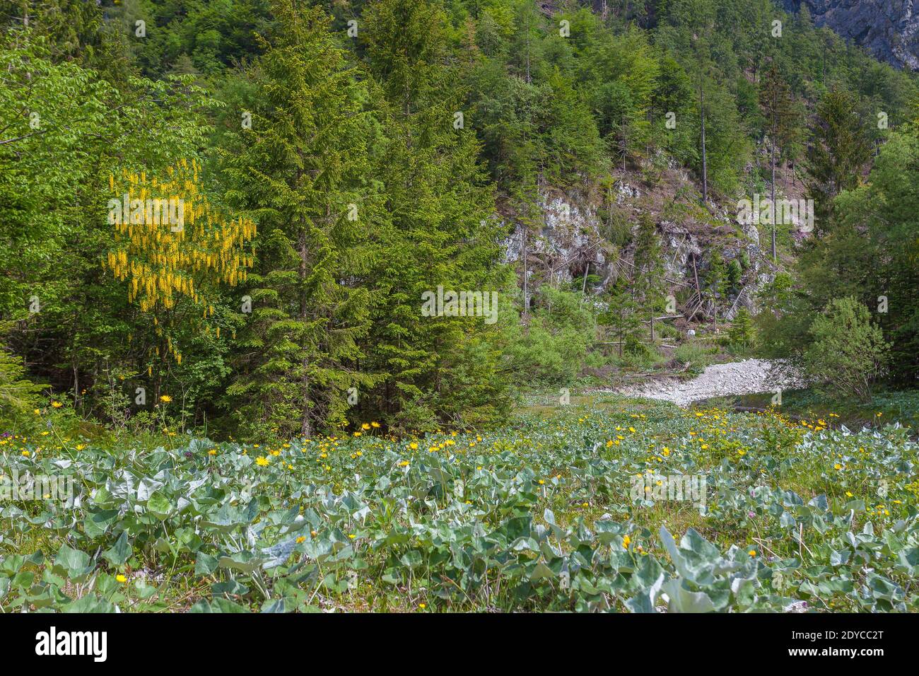 Forêt avec laburnum en fleur et sapins. Dans le pré de premier plan avec étendue de fleurs jaunes, vallée de Cellina, Italie Banque D'Images