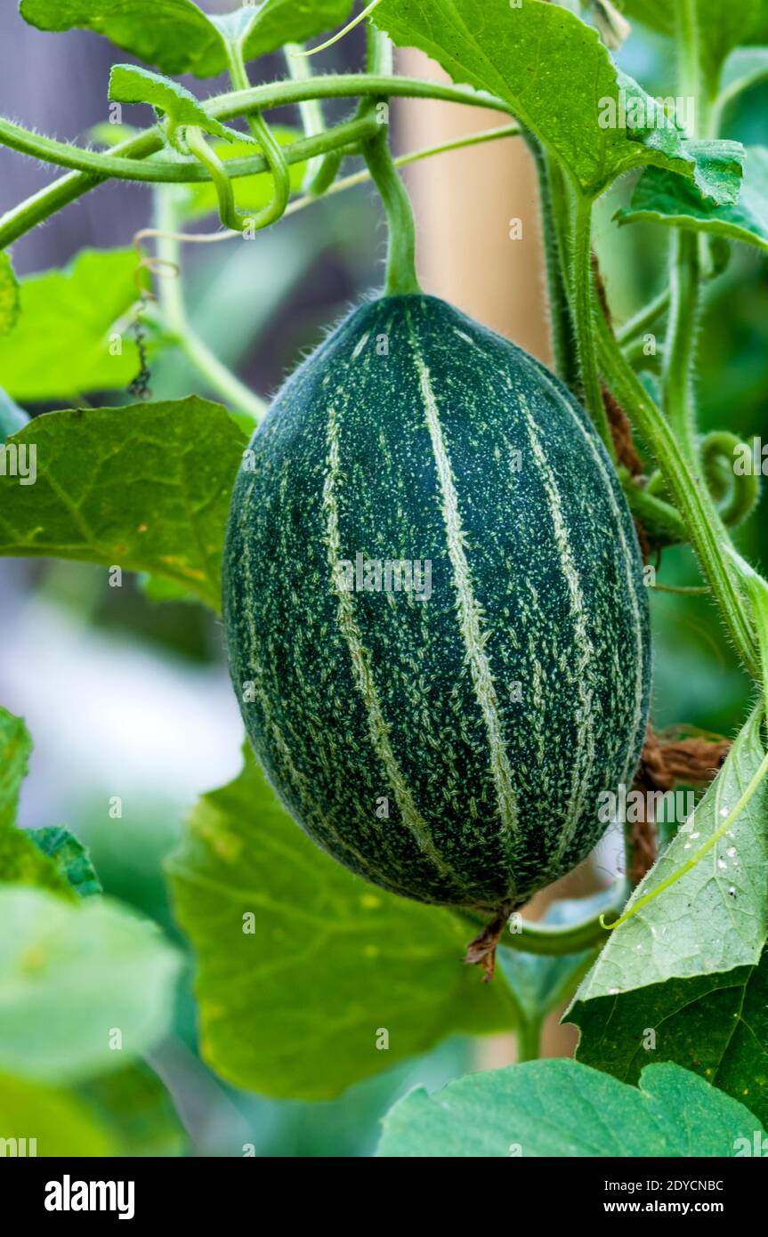 Culture du melon de Cantaloup, Cucumis melo. Banque D'Images