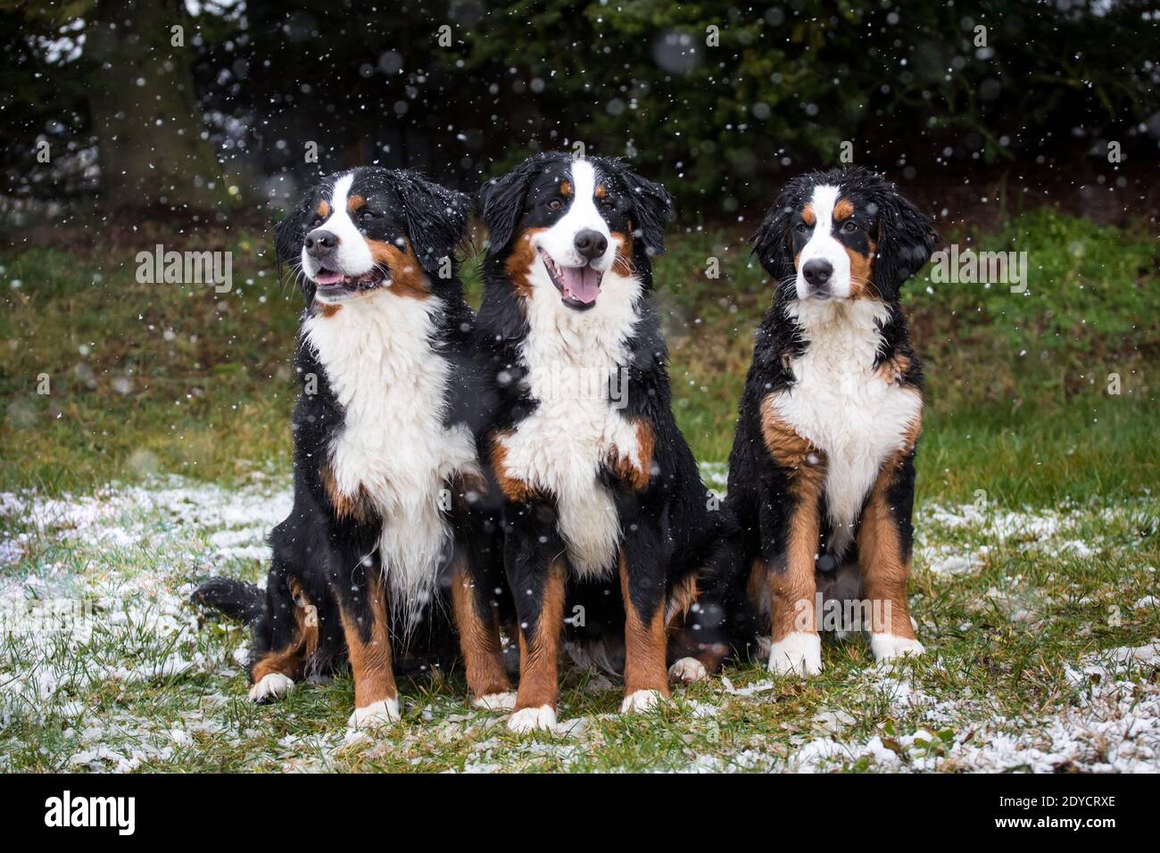 Trois chiens de montagne bernois assis, hiver enneigé Banque D'Images