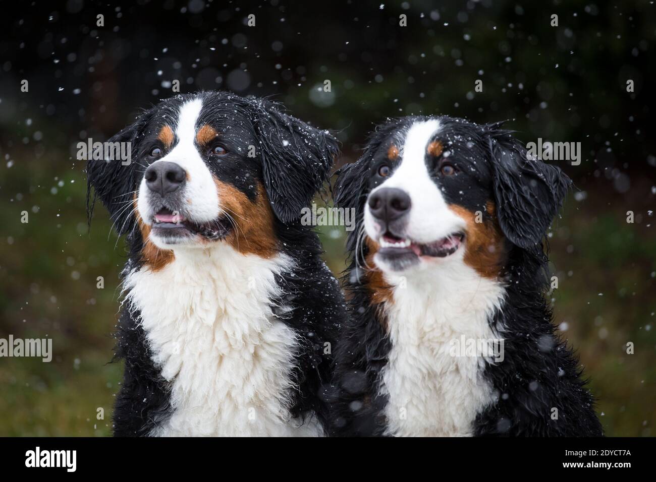 Portrait de deux chiens de montagne bernois, jour d'hiver enneigé Banque D'Images