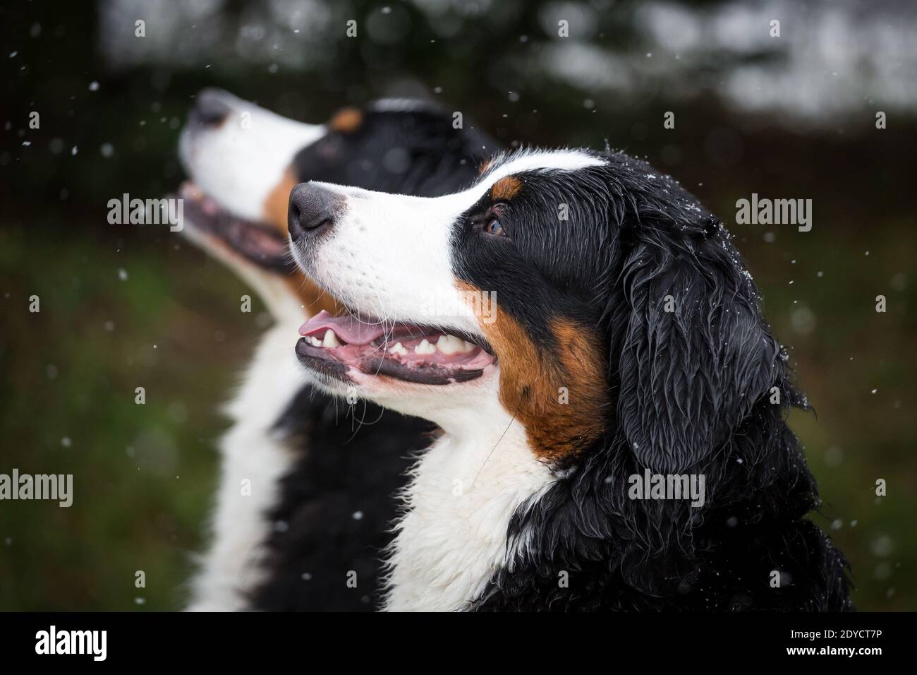 Portrait de deux chiens de montagne bernois, jour d'hiver enneigé Banque D'Images