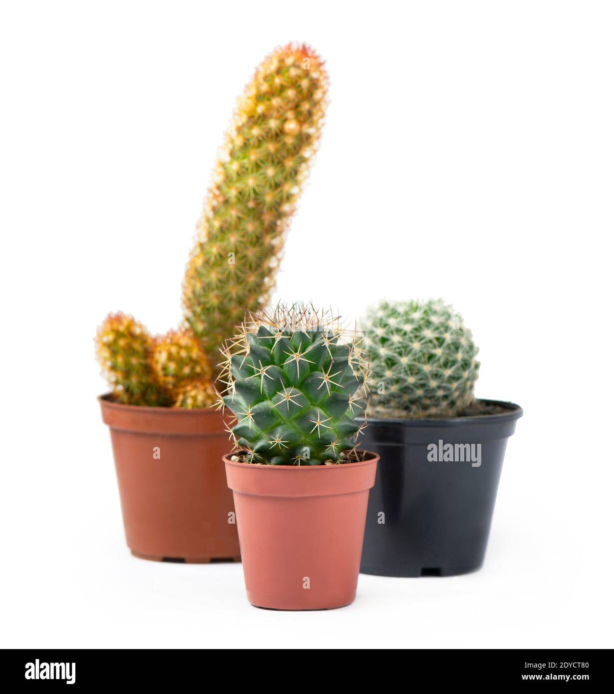Différents succuents et cactus dans des pots sur fond blanc Banque D'Images