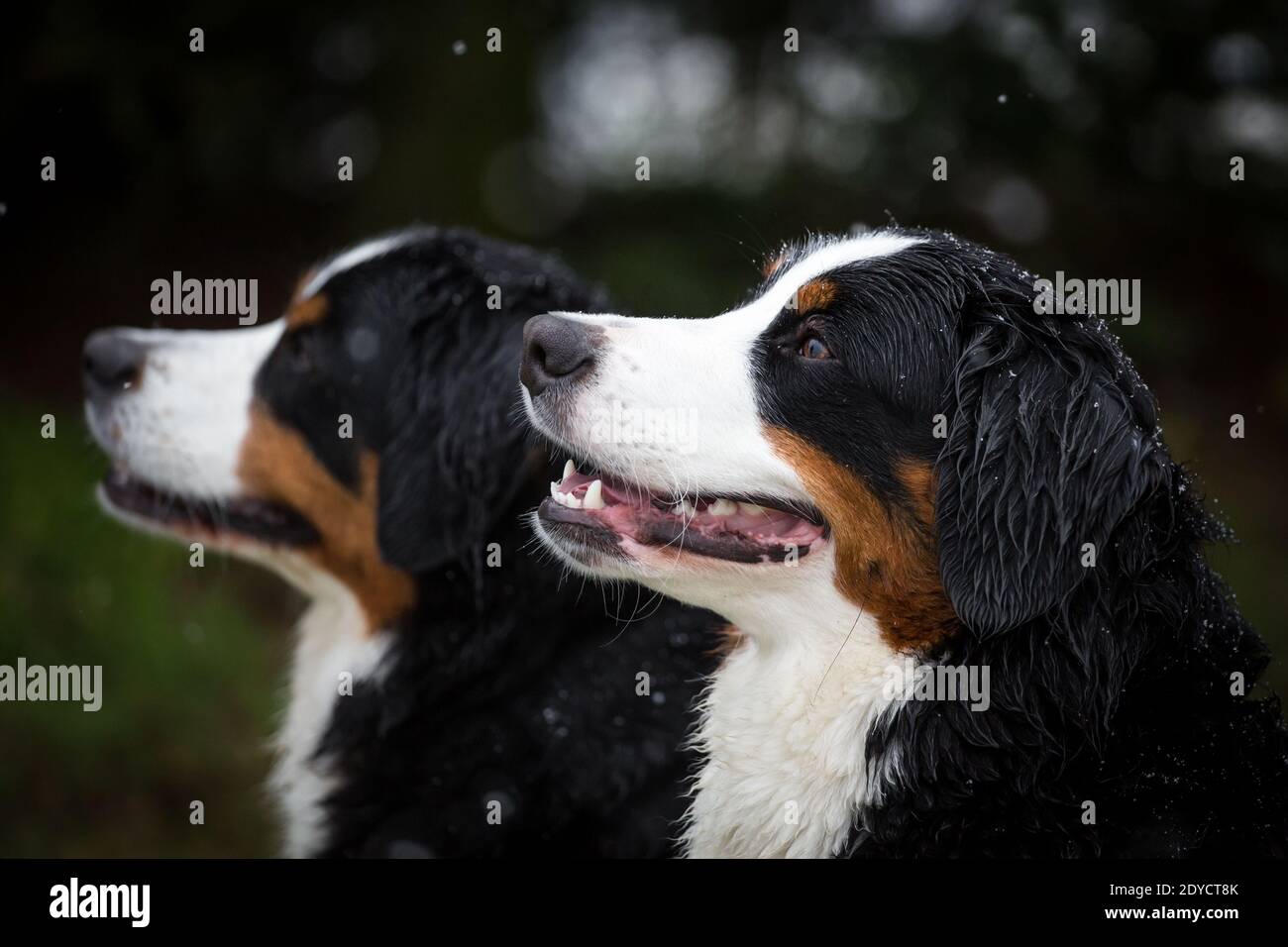 Portrait de deux chiens de montagne bernois, jour d'hiver enneigé Banque D'Images