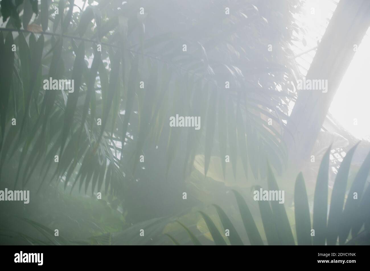 Palmiers exotiques et tropicaux, vert, brumeux et steamy plantes dans un jardin botanique Banque D'Images