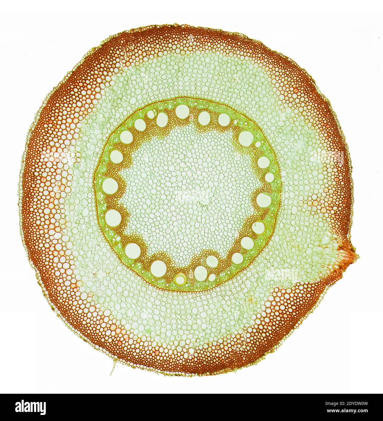 Racine de maïs. Micrographe léger (LM) d'une section à travers la racine d'une plante de maïs (Zea mays). Banque D'Images