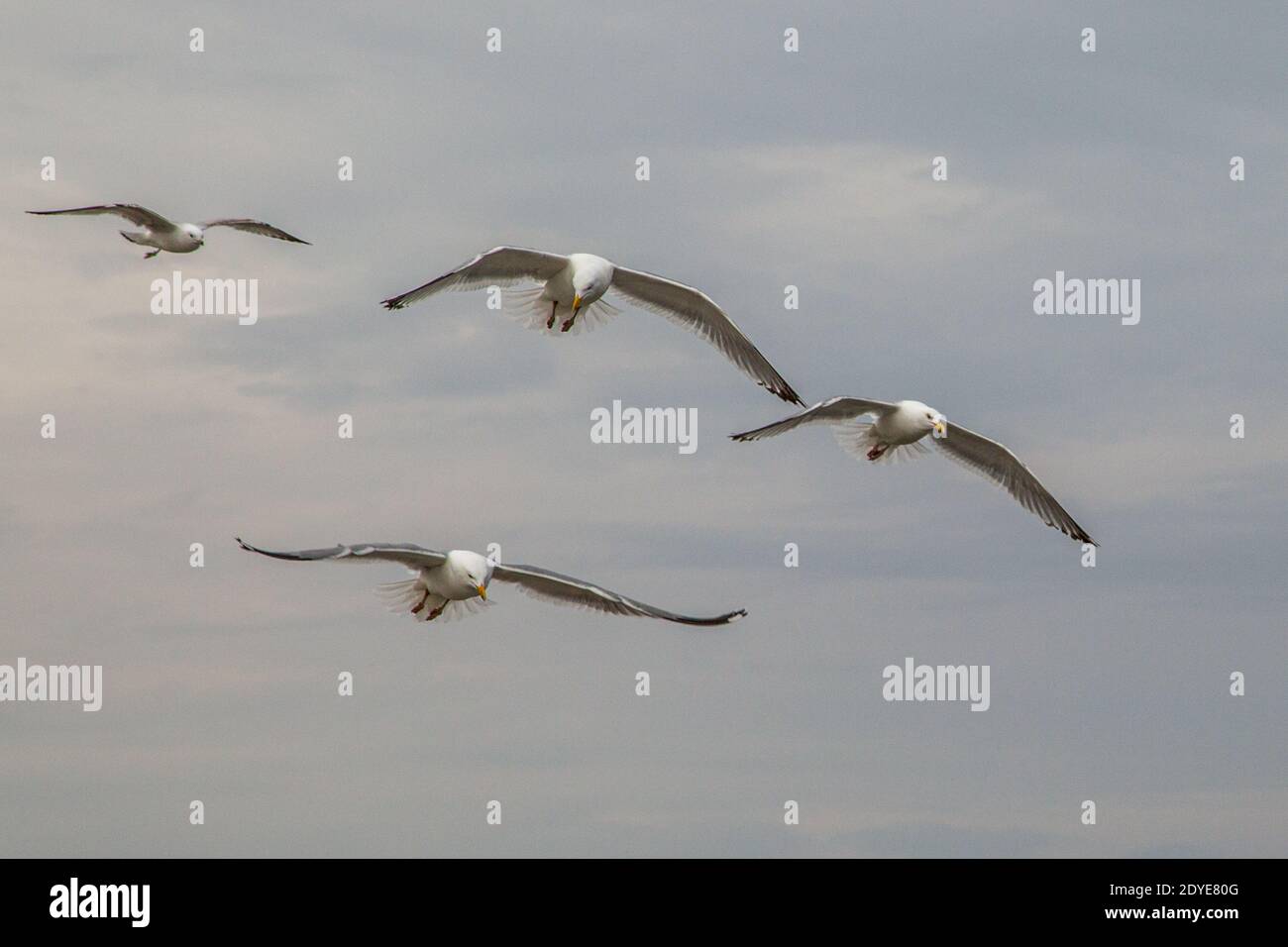 Goélands argentés volant au-dessus de Wells Beach, Maine Banque D'Images