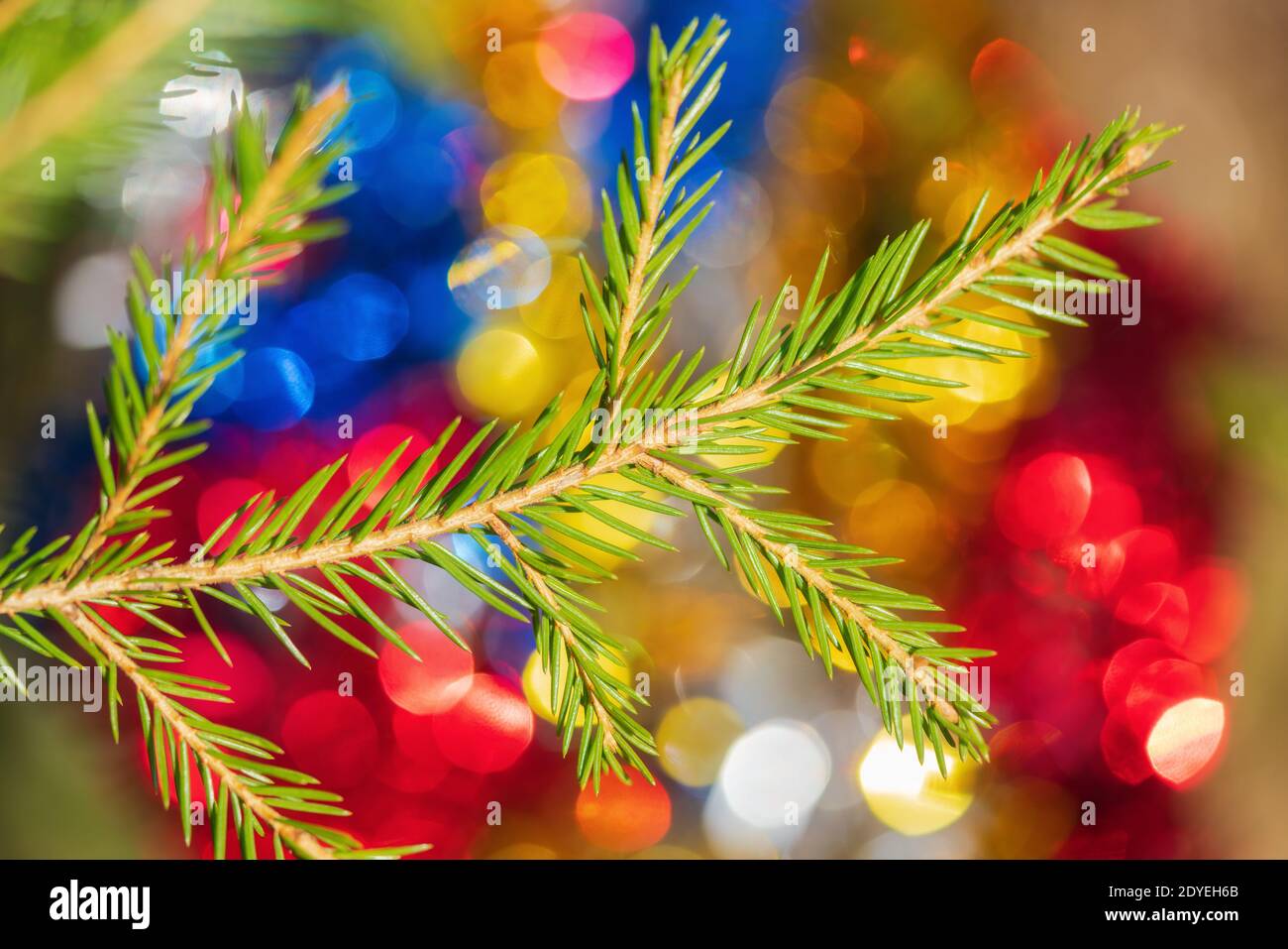 Vue rapprochée de la branche de pin de Noël à feuilles persistantes avec aiguilles Sur fond coloré bokeh flou festive Noël ornement pour la célébration Nouvelle année Banque D'Images