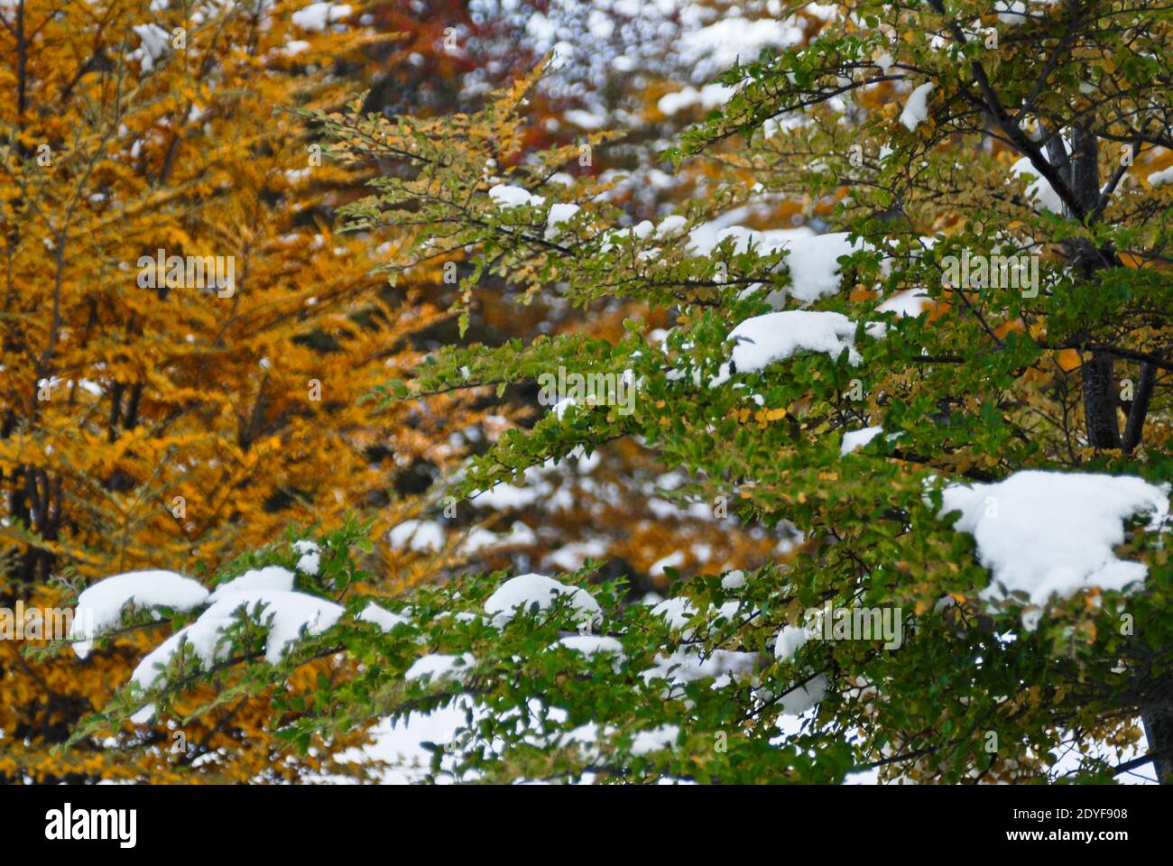 Arbres d'automne colorés couverts de neige. Ushuaia. Tierra del Fuego, Argentine Banque D'Images
