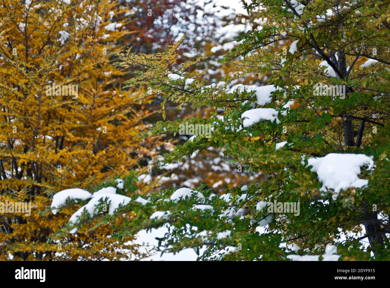 Arbres d'automne colorés couverts de neige. Ushuaia. Tierra del Fuego, Argentine Banque D'Images