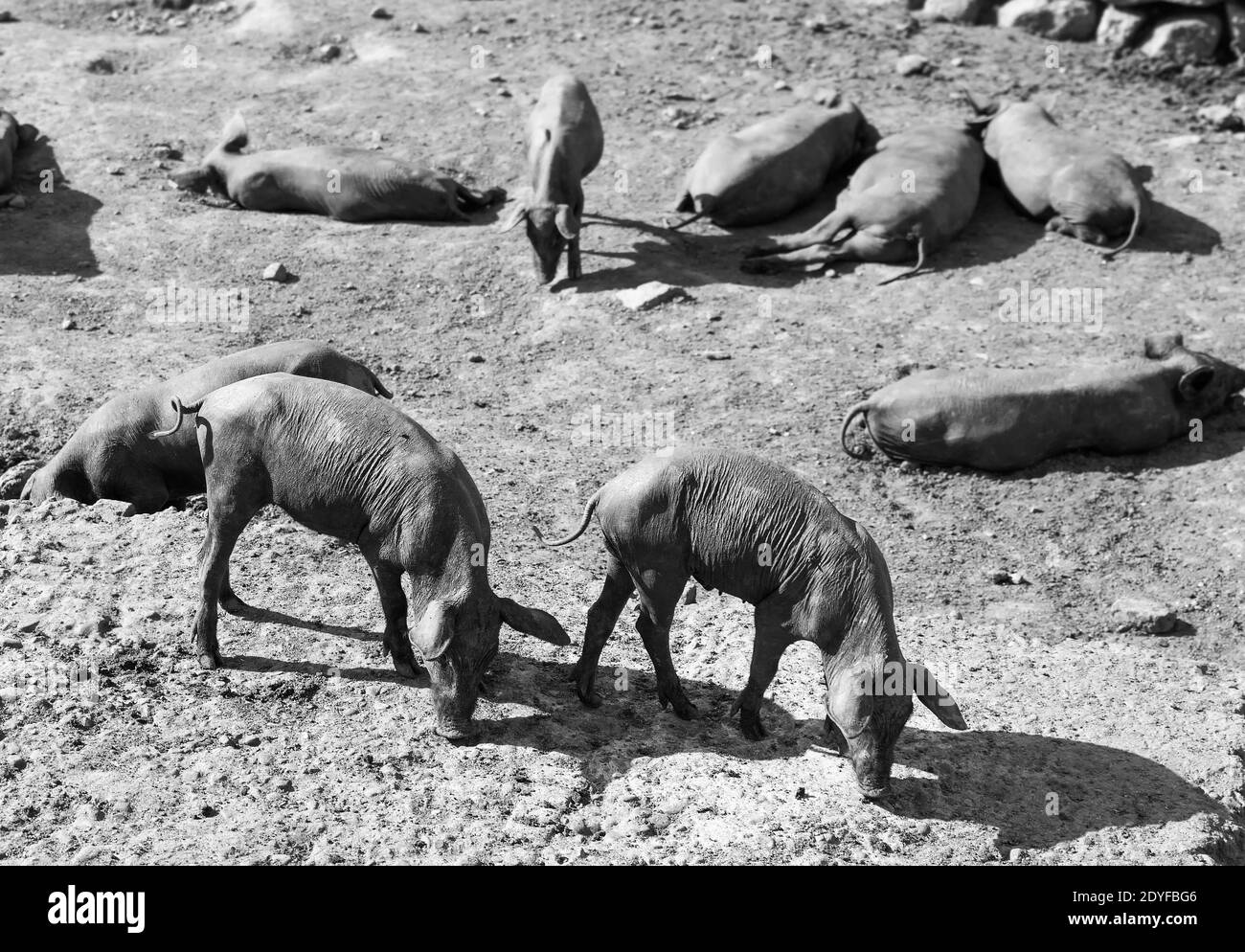 Une litière de cochons noirs sur une ferme en niveaux de gris Banque D'Images