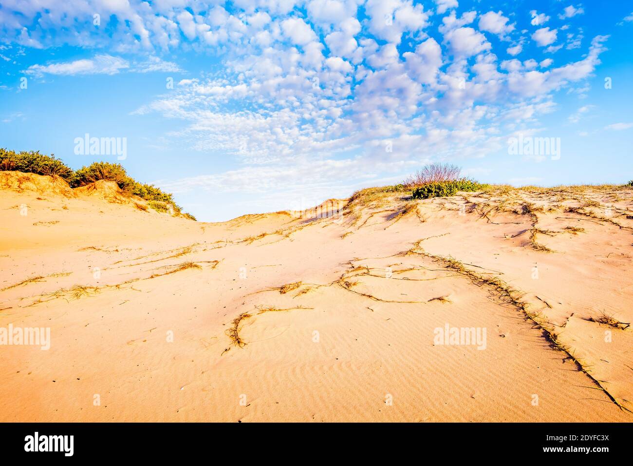Dunes de sable le long de Mungo Brush Rd dans Myall Lakes National Stationnement Banque D'Images