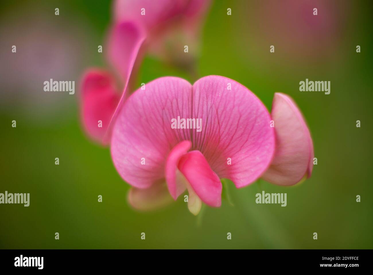 Lathyrus latifolius. Fleur de pois à feuilles larges et persistantes. Troy, Montana, États-Unis. Lathyrus latifolius est une plante herbacée vivace qui est indigène à E Banque D'Images