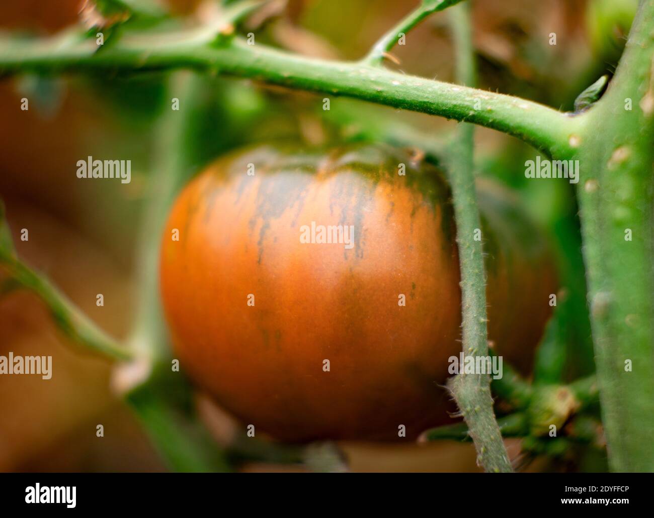 Solanum lycopersicum. Paul Robeson Heirloom tomate, Troy, Montana, États-Unis Banque D'Images