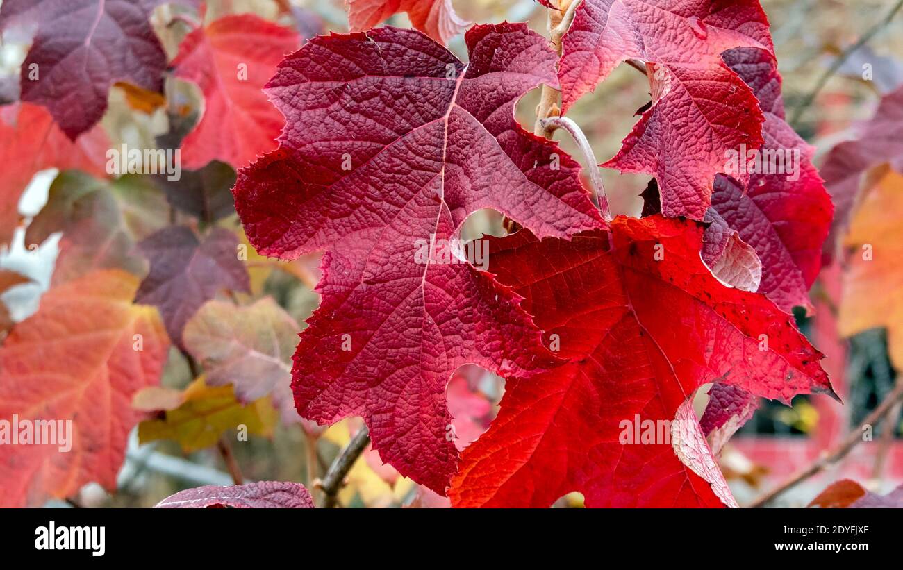 Les feuilles de couleur rouge sont rapprochées Banque D'Images