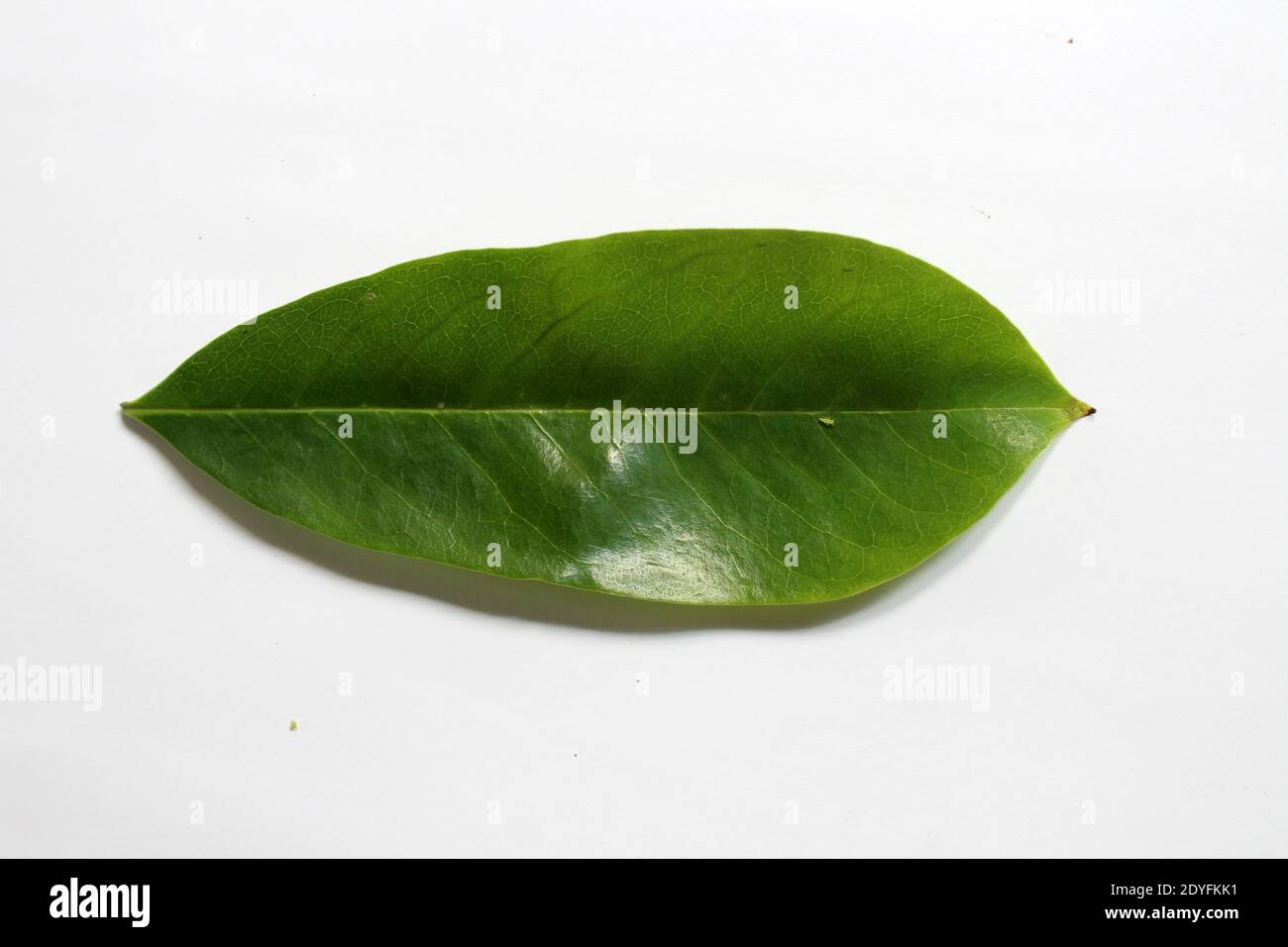 Soursop (Annona muricata) laisse sur fond blanc Banque D'Images