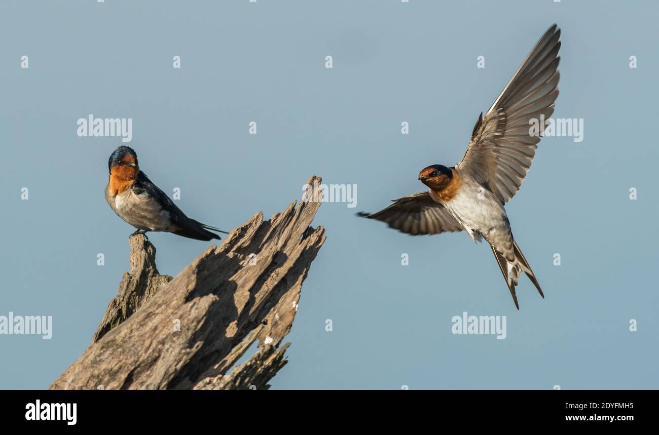 L'hirondelle de bienvenue (Hirundo neoxena) est un petit oiseau de passereau de la famille des hirondelles. C'est une espèce indigène de l'Australie et des îles voisines, et sel Banque D'Images