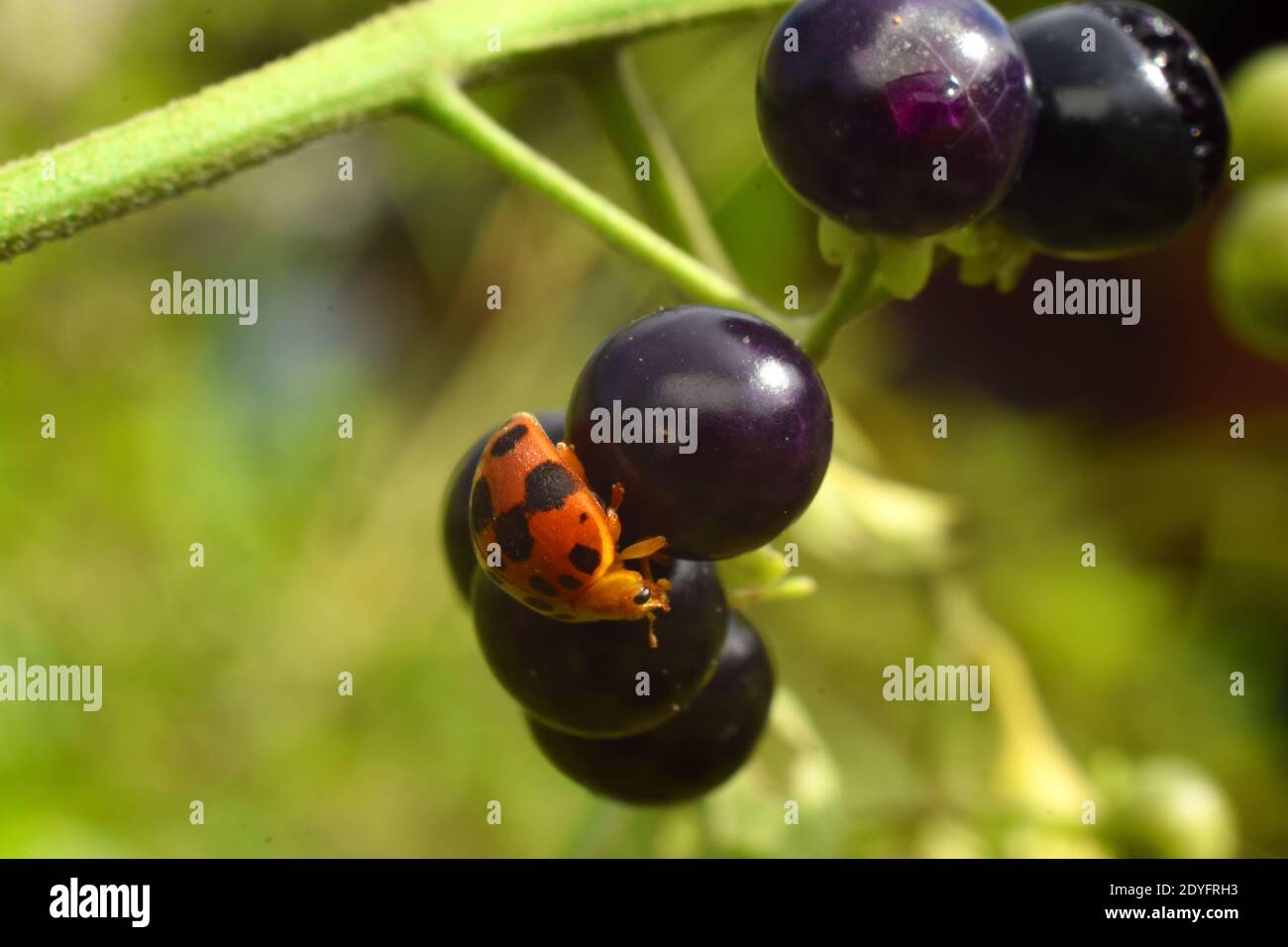 Une coccinelle perchée sur des fruits noirs de nuit Banque D'Images