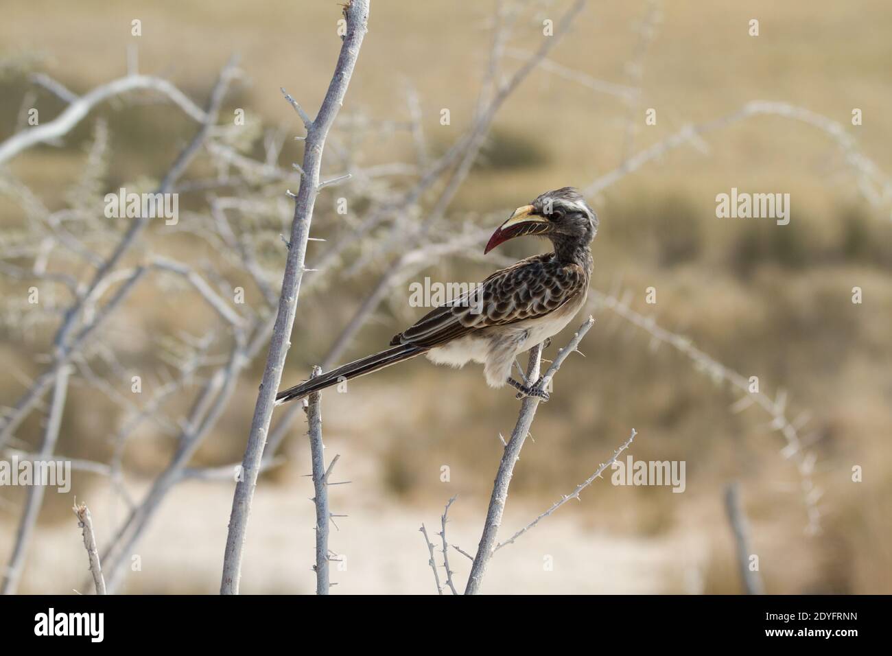 Oiseau de charme isolé au parc national d'Etosha, Namibie Banque D'Images