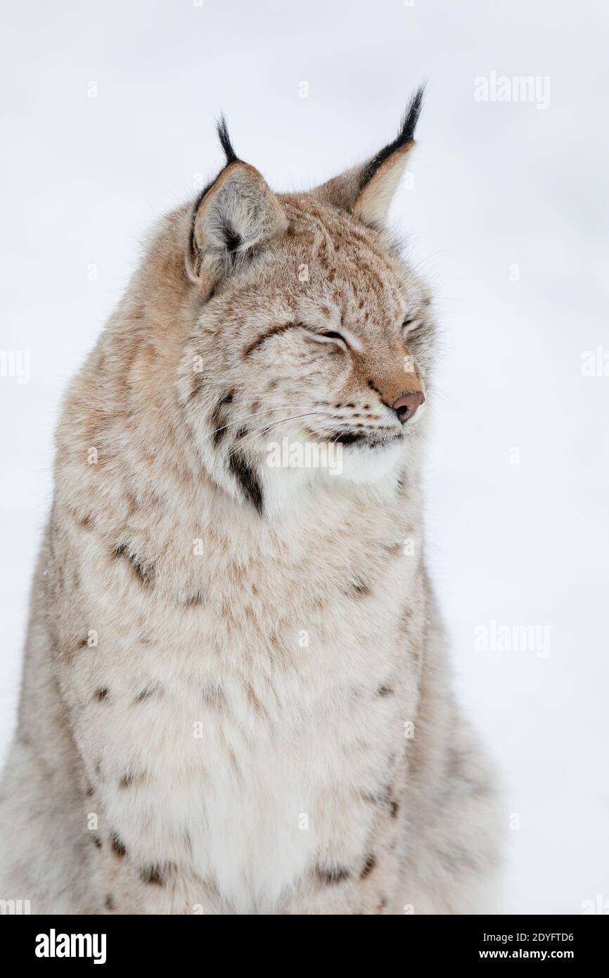 Portrait en gros plan d'un mignon lynx cub dans le froid forêt d'hiver Banque D'Images