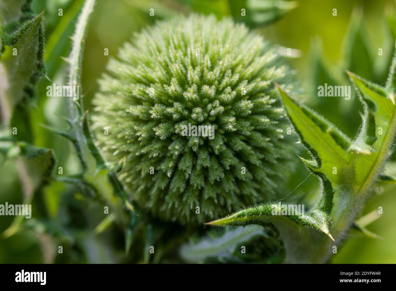 Globe-Thistle glandulaire, Bolltistel (Echinops sphaerocephalus) Banque D'Images