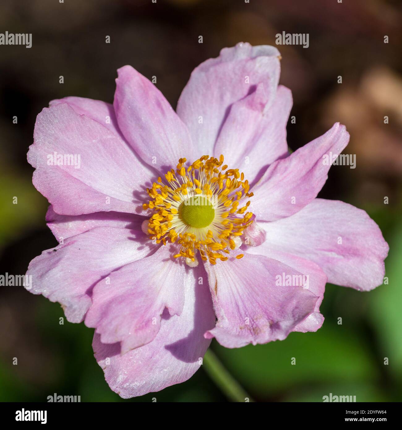'Reine Charlotte, Königin Charlotte' anemone japonaise, Höstanemon (Anemone hupehensis) Banque D'Images