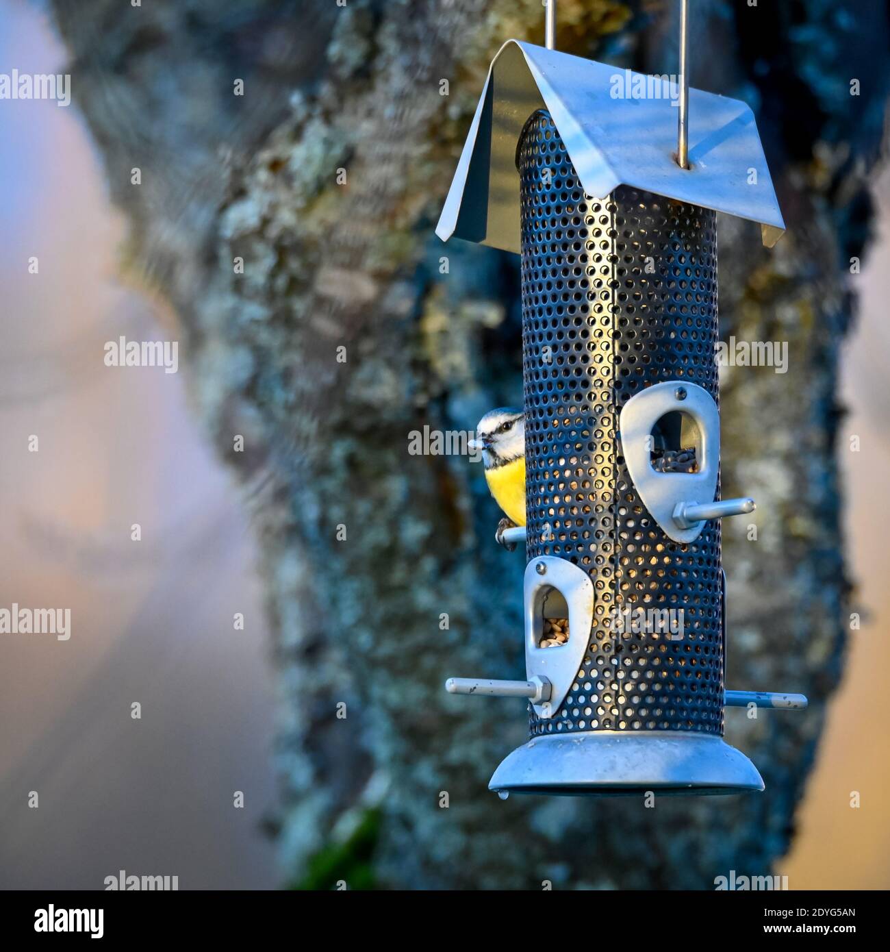 bluetit manger une graine de l'engraisseur d'oiseaux dans le jardin Banque D'Images